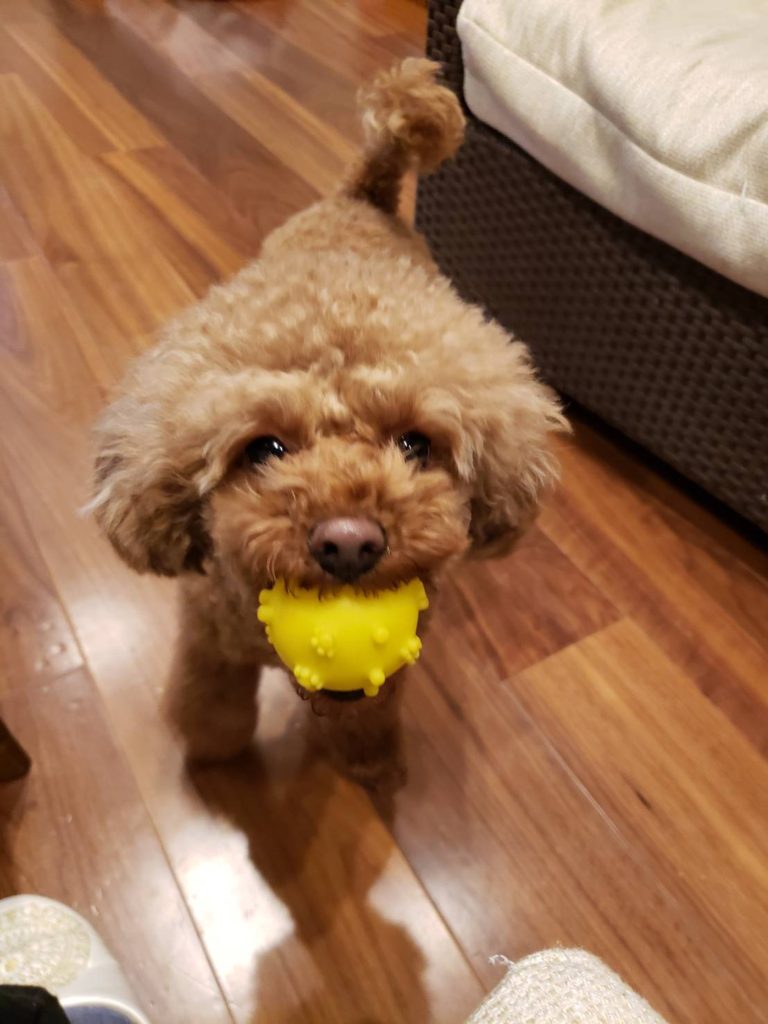 我が家のペット自慢　コロン