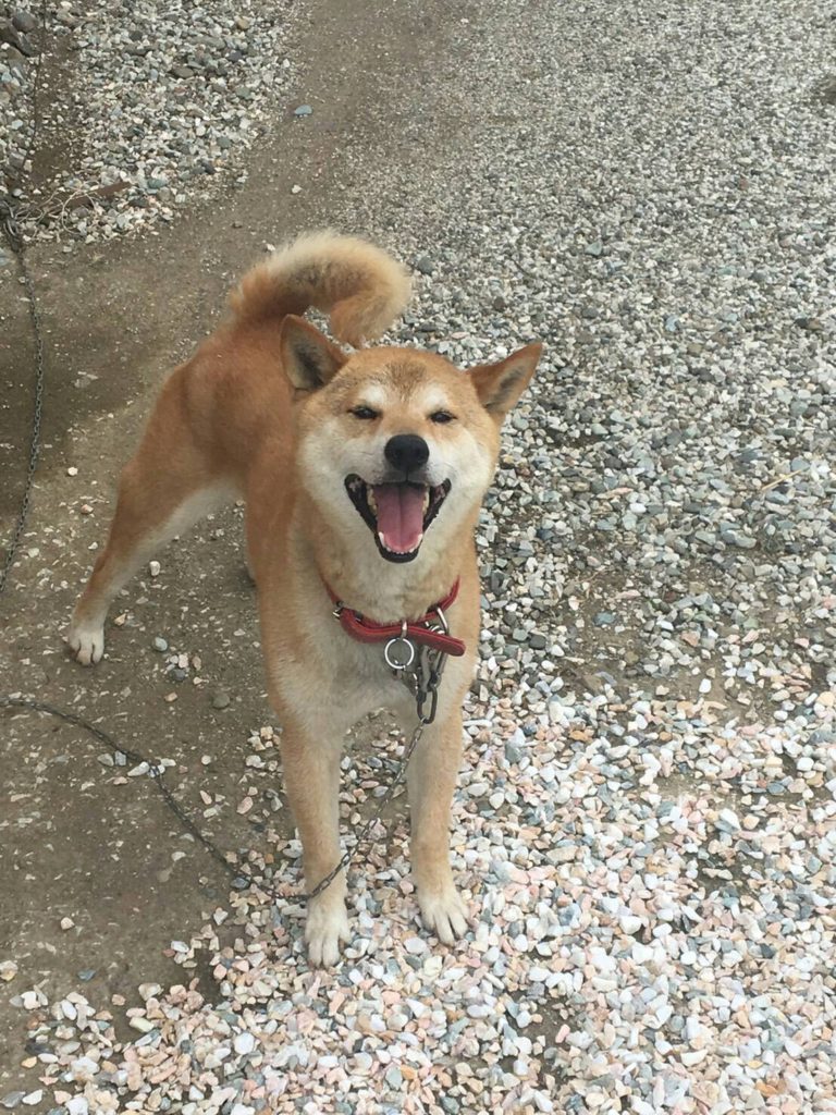 名前:タロー 性別:男の子