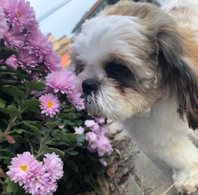 我が家のペット自慢　マホロ