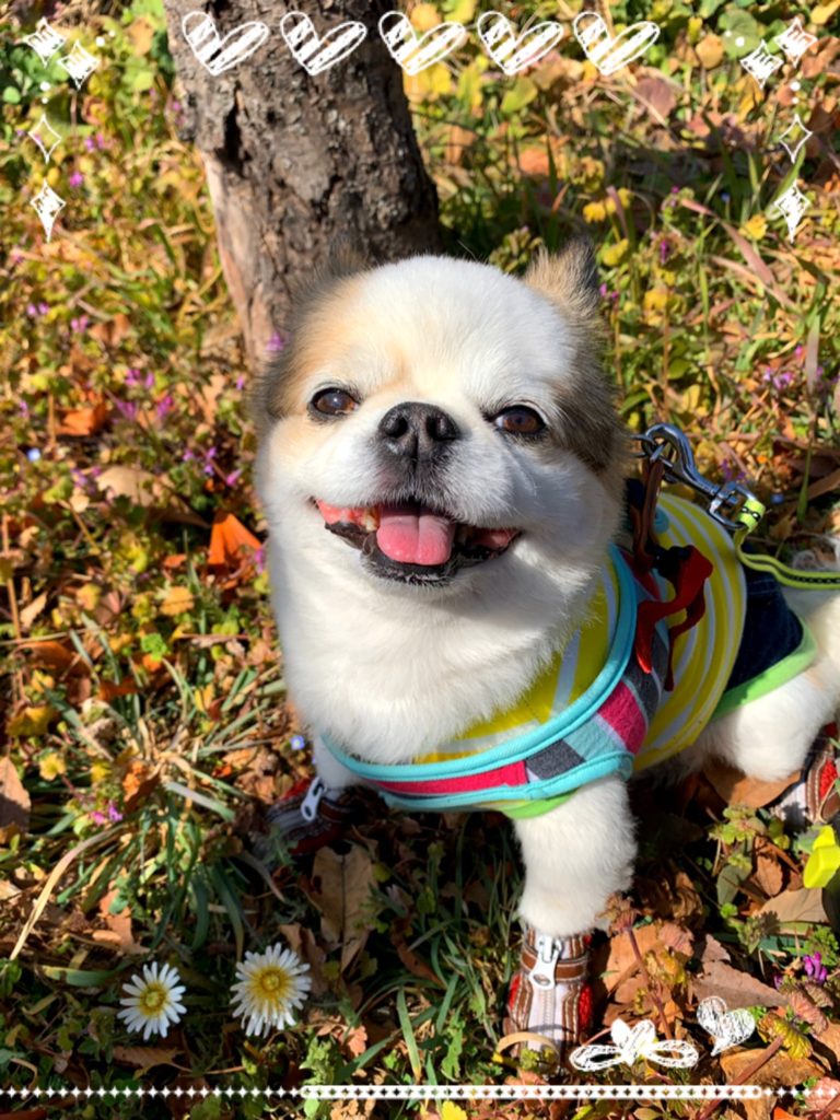 我が家のペット自慢　ポコ君