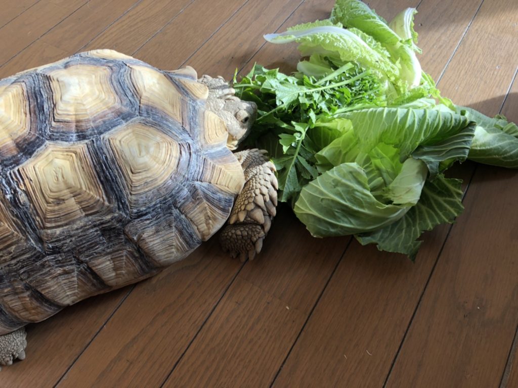 我が家のペット自慢　ミラクル