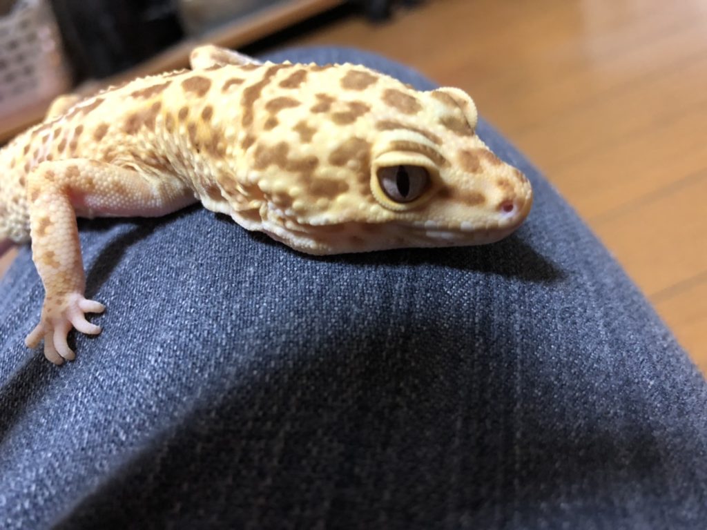 我が家のペット自慢　レオ